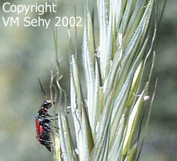 beetle on grass stalk