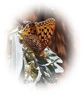 great spangled fritillary
