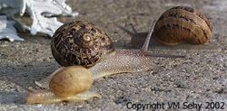 three snails