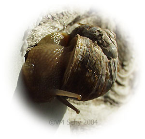 snail eating paper