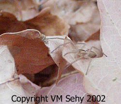 spider in leaves