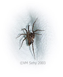 spider on blanket