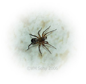 striped spider